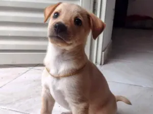 Cachorro raça Vira lata  idade 2 a 6 meses nome Zara 