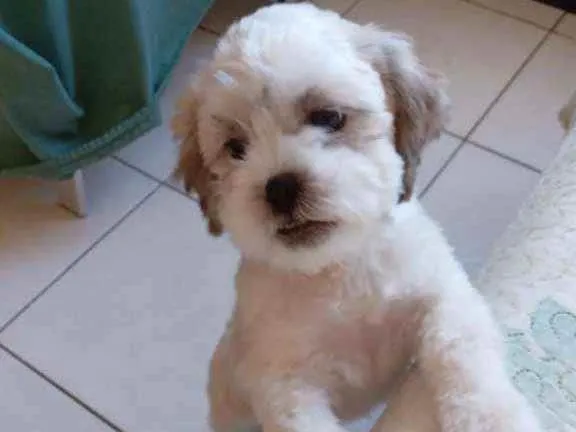 Cachorro ra a Shit-zu idade 2 a 6 meses nome ?