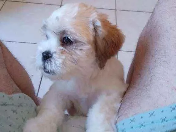 Cachorro ra a Shit-zu idade 2 a 6 meses nome ?