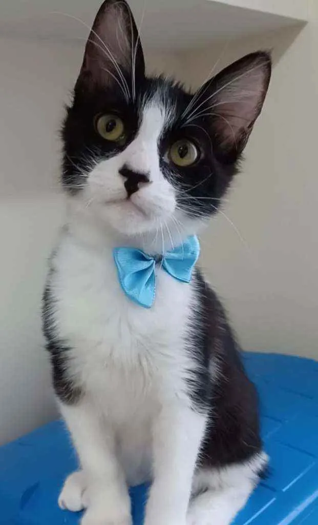 Gato raça srd frajolinha  idade 2 a 6 meses nome * EMILINHO *