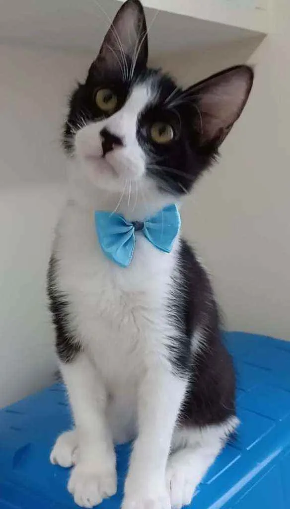 Gato raça srd frajolinha  idade 2 a 6 meses nome * EMILINHO *