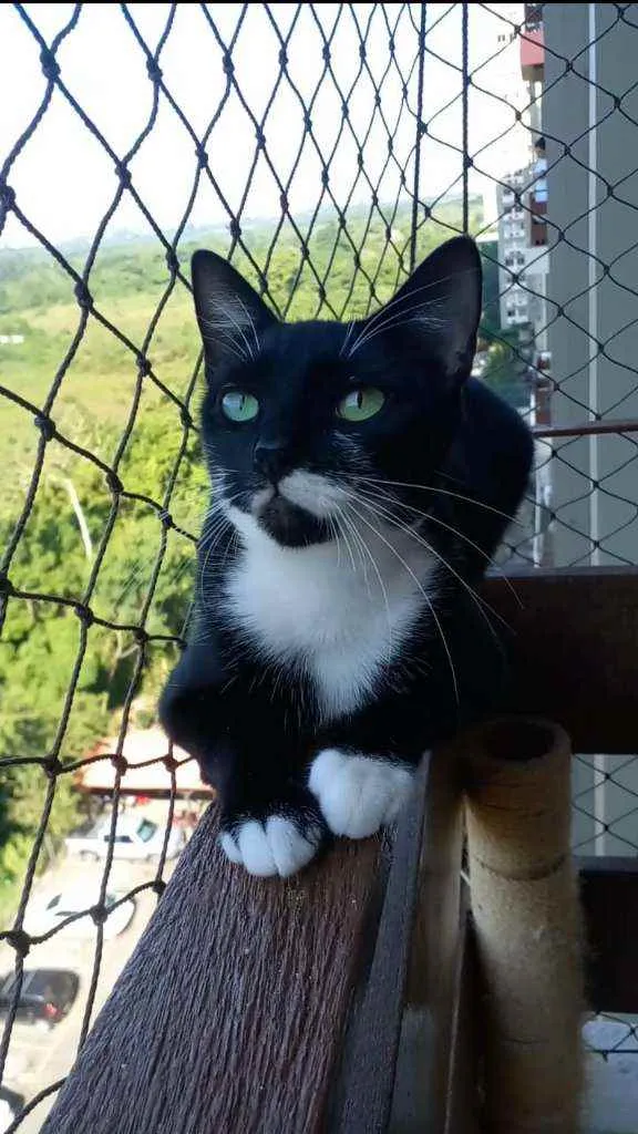 Gato ra a srd frajolinha  idade 1 ano nome ELISA 