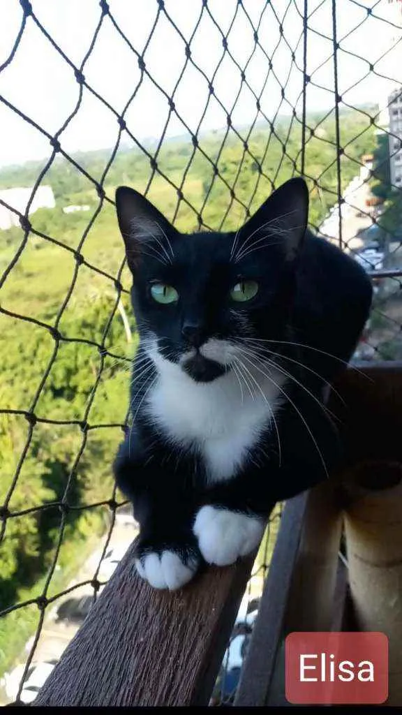 Gato ra a srd frajolinha  idade 1 ano nome ELISA 