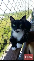 ELISA