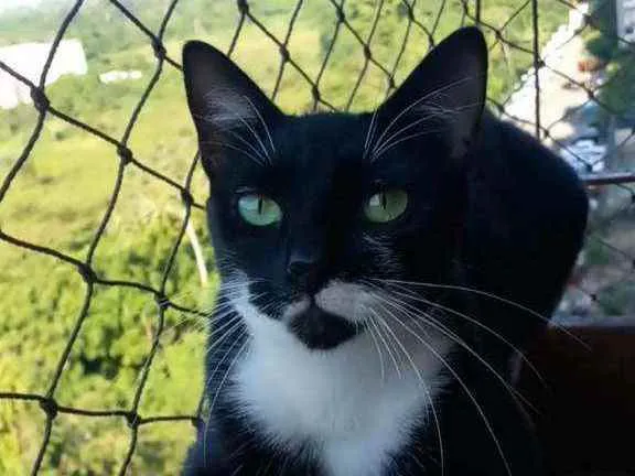 Gato ra a srd frajolinha  idade 1 ano nome ELISA 