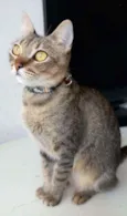 * MAYA *