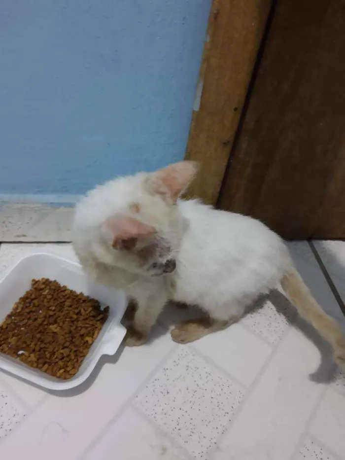 Gato ra a Indefinida idade 2 a 6 meses nome Sem nome 