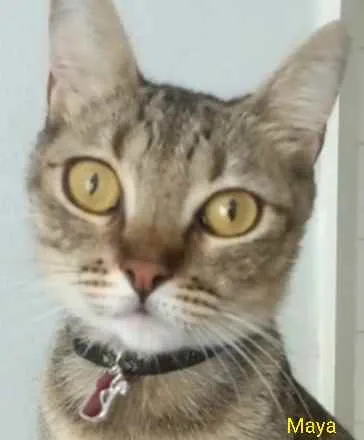 Gato ra a srd tricolor idade 2 anos nome * MAYA *