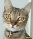 * MAYA *