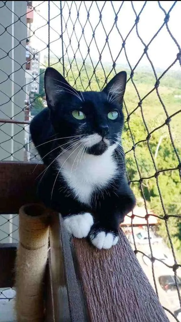 Gato ra a srd frajolinha  idade 1 ano nome ELISA 