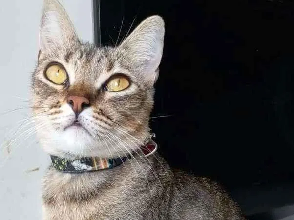 Gato ra a srd tricolor idade 2 anos nome * MAYA *