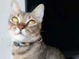 * MAYA *