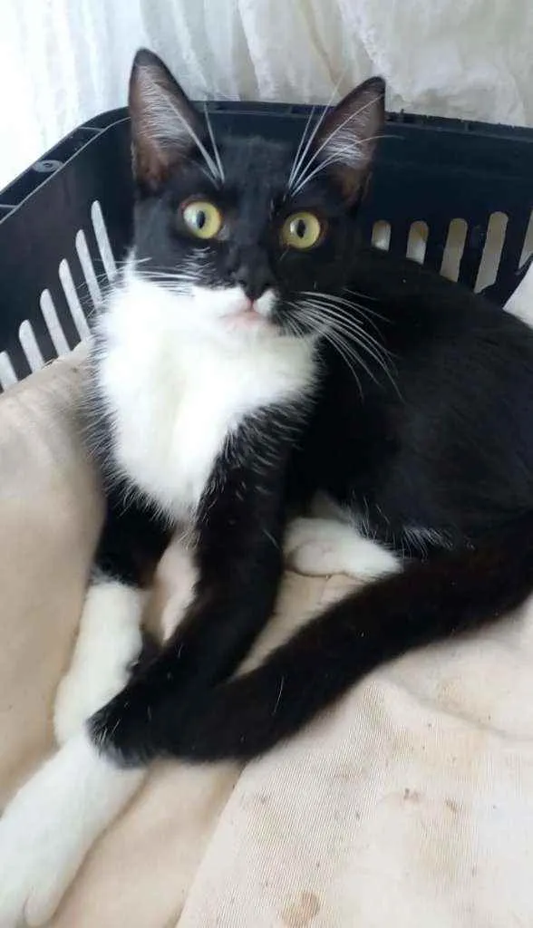 Gato ra a srd frajolinha  idade 2 a 6 meses nome * LIKA *