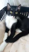 * LIKA *