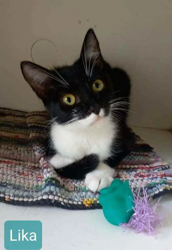 Gato ra a srd frajolinha  idade 2 a 6 meses nome * LIKA *