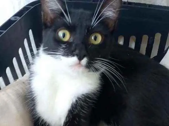 Gato ra a srd frajolinha  idade 2 a 6 meses nome * LIKA *