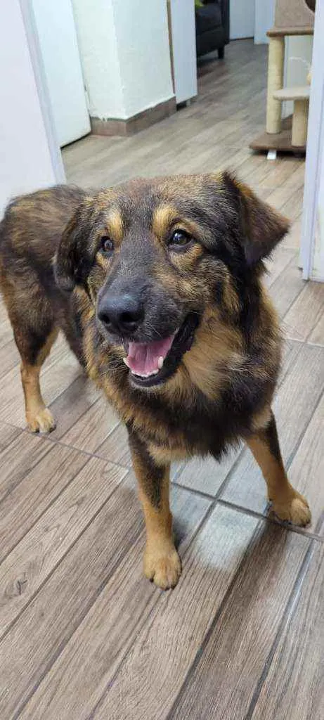 Cachorro raça SRD idade 1 ano nome Ursinho