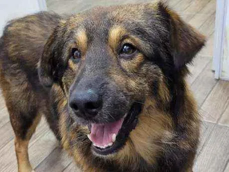 Cachorro raça SRD idade 1 ano nome Ursinho