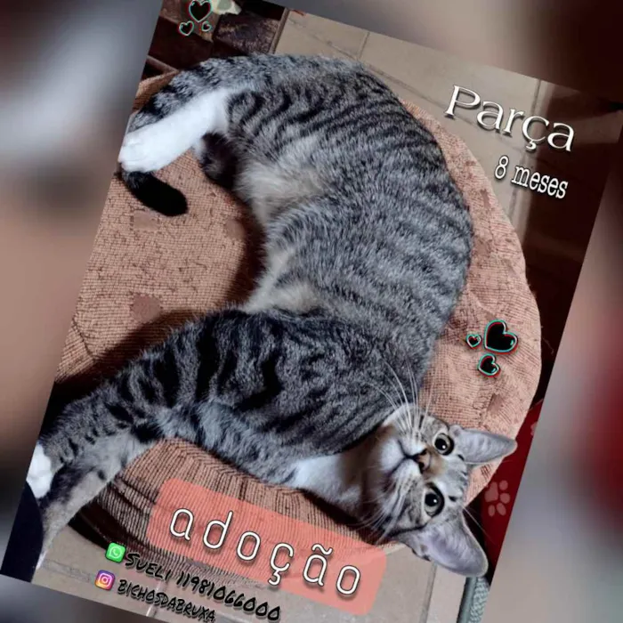 Gato ra a SRD idade 2 a 6 meses nome Parça