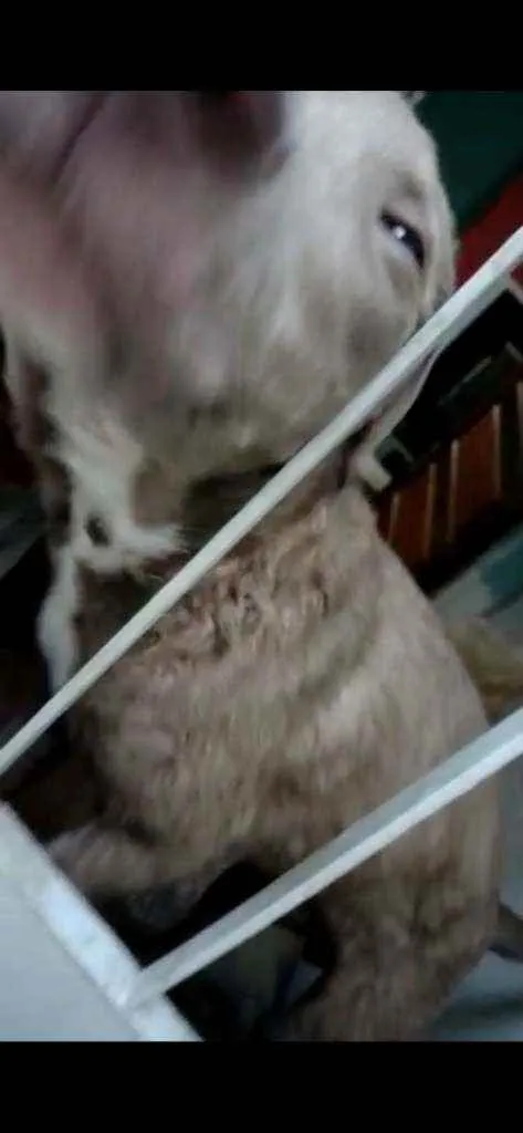 Cachorro ra a Pit pull idade 2 a 6 meses nome Não sei 