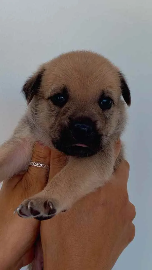 Cachorro ra a Sem raça definida  idade Abaixo de 2 meses nome Filhotes para adoção