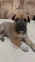 Filhotes para adoção