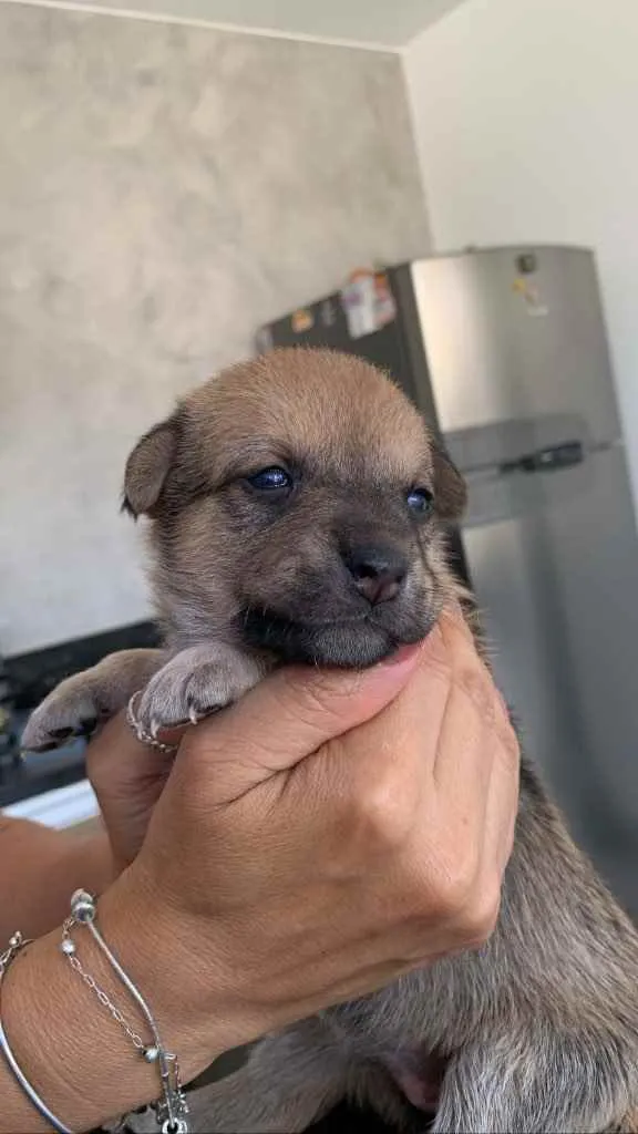 Cachorro ra a Sem raça definida  idade Abaixo de 2 meses nome Filhotes para adoção