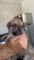 Filhotes para adoção
