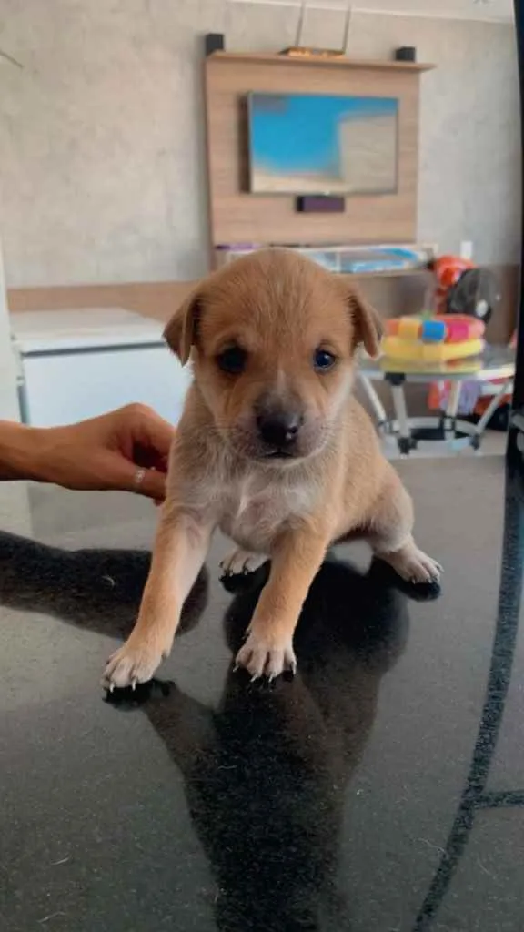Cachorro ra a Sem raça definida  idade Abaixo de 2 meses nome Filhotes para adoção