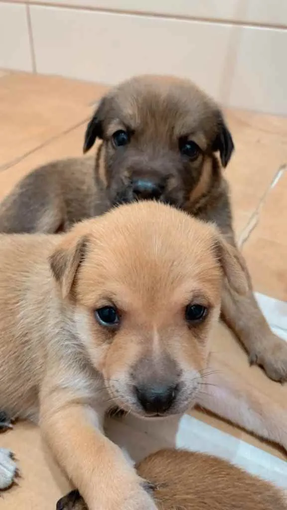 Cachorro ra a Sem raça definida  idade Abaixo de 2 meses nome Filhotes para adoção