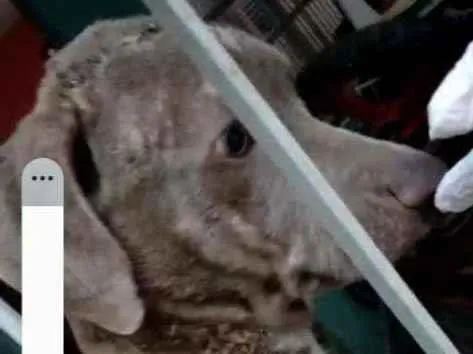 Cachorro ra a Pit pull idade 2 a 6 meses nome Não sei 