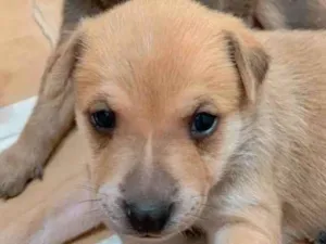Cachorro raça Sem raça definida  idade Abaixo de 2 meses nome Filhotes para adoção
