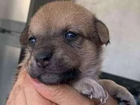 Cachorro ra a Sem raça definida  idade Abaixo de 2 meses nome Filhotes para adoção