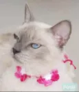* PÉROLA *