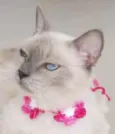 * PÉROLA *