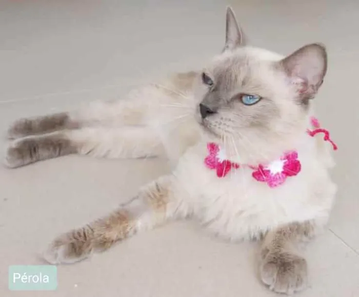 Gato ra a srd bicolor idade 1 ano nome * PÉROLA *