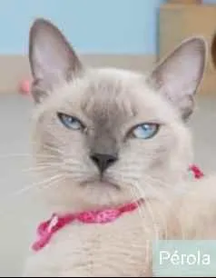 Gato ra a srd bicolor idade 1 ano nome * PÉROLA *