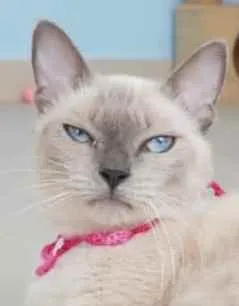 Gato ra a srd bicolor idade 1 ano nome * PÉROLA *
