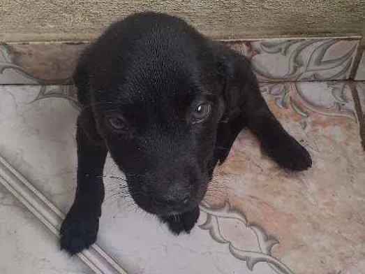 Cachorro ra a Vira lata  idade 2 a 6 meses nome PRETINHO E PRETINHA 