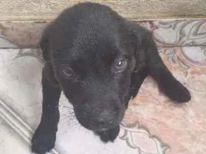 Cachorro raça Vira lata  idade 2 a 6 meses nome PRETINHO E PRETINHA 