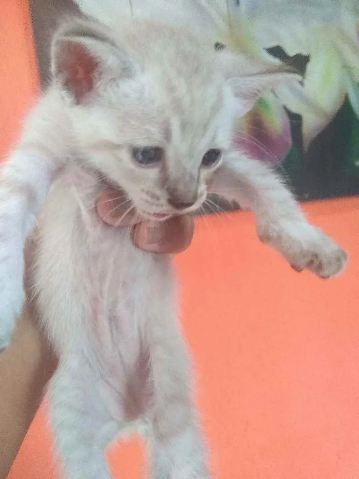 Gato ra a Gato idade Abaixo de 2 meses nome Sem nome