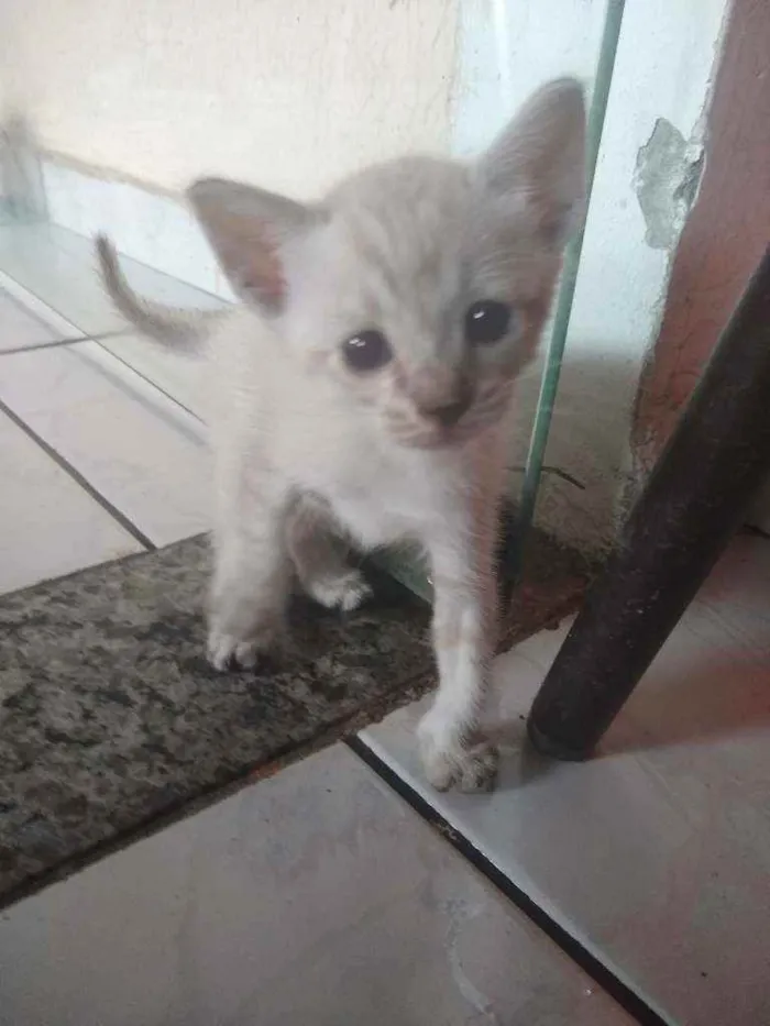 Gato ra a Gato idade Abaixo de 2 meses nome Sem nome