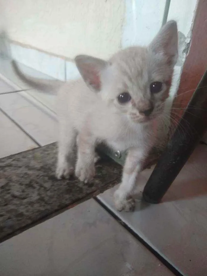 Gato ra a Gato idade Abaixo de 2 meses nome Sem nome