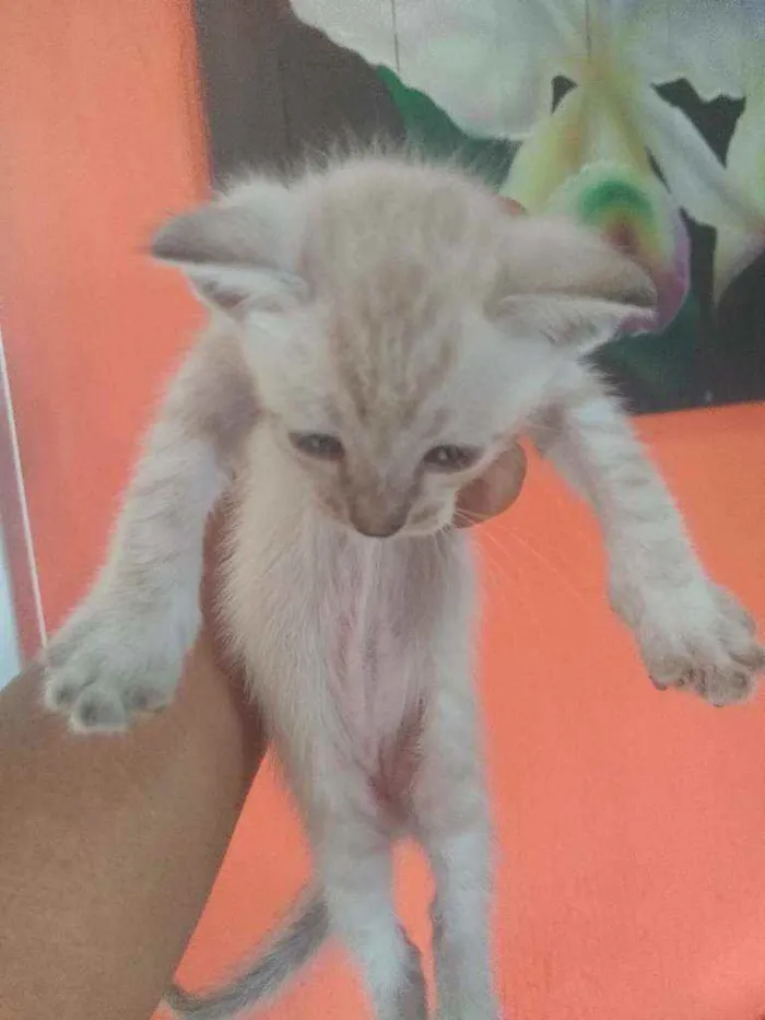 Gato ra a Gato idade Abaixo de 2 meses nome Sem nome