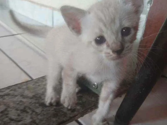 Gato ra a Gato idade Abaixo de 2 meses nome Sem nome