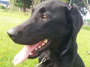 Cachorro raça Labrador idade 7 a 11 meses nome London