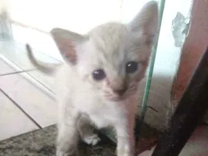 Gato raça Gato idade Abaixo de 2 meses nome Sem nome