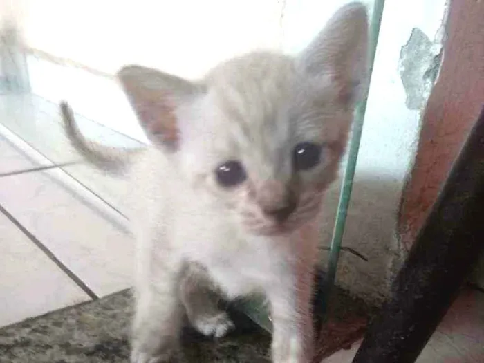 Gato ra a Gato idade Abaixo de 2 meses nome Sem nome