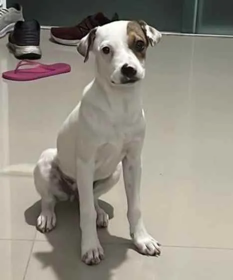 Cachorro ra a Desconhecida  idade 2 a 6 meses nome Megue