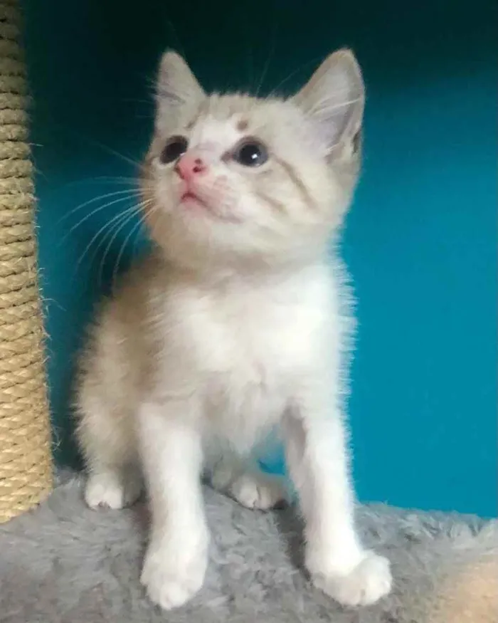 Gato ra a Srd idade Abaixo de 2 meses nome Guto